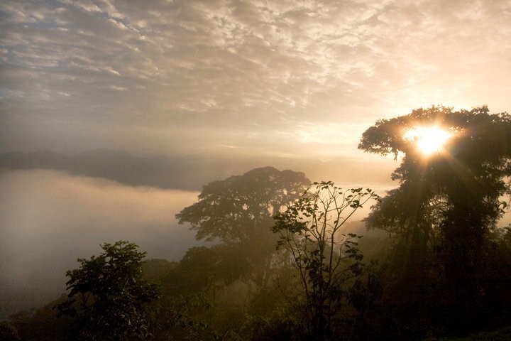Cloud forest Equateur