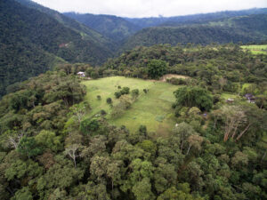 Cloud Forest