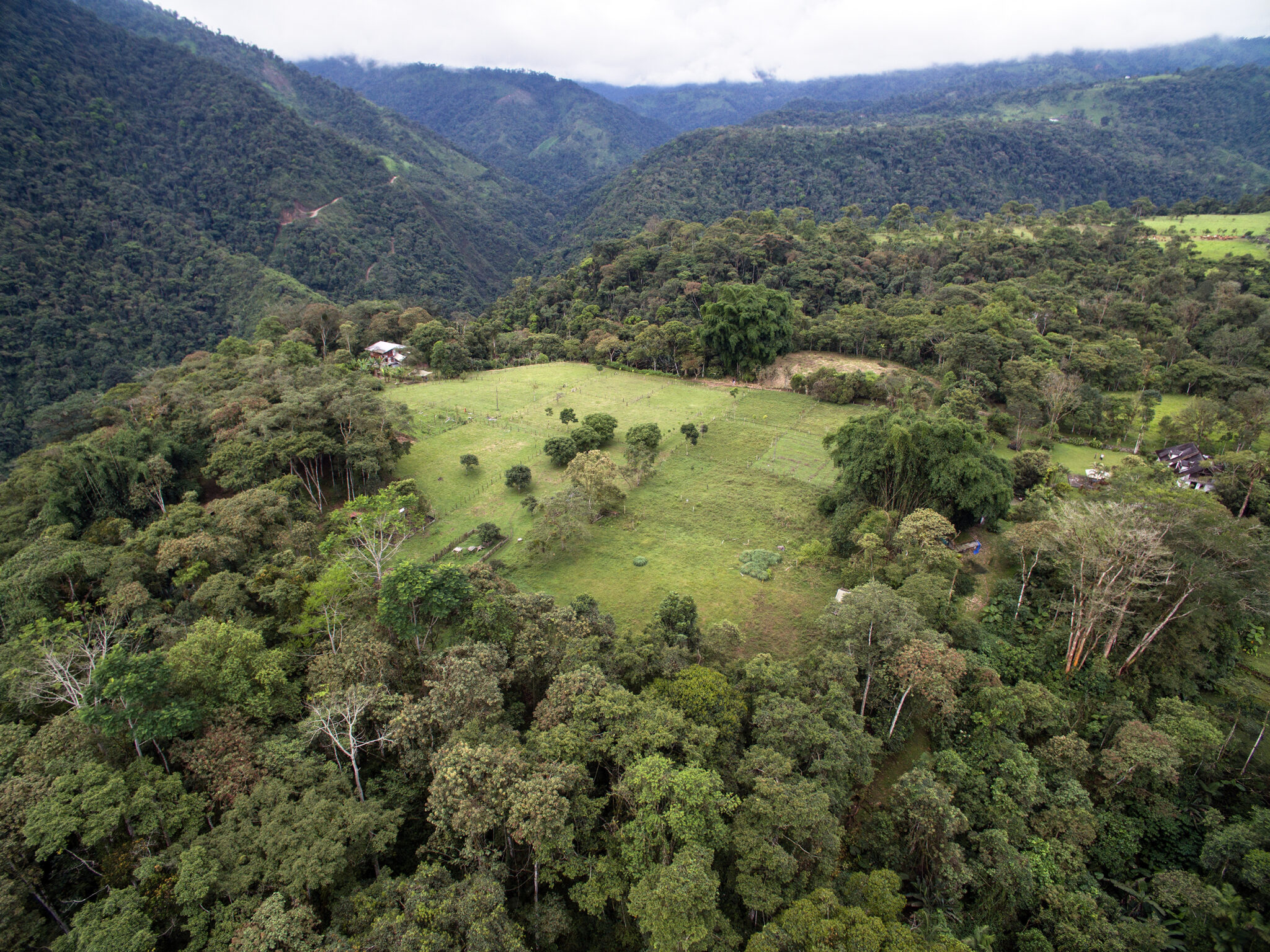 Cloud Forest
