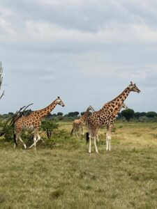 écovolontaire ado kenya