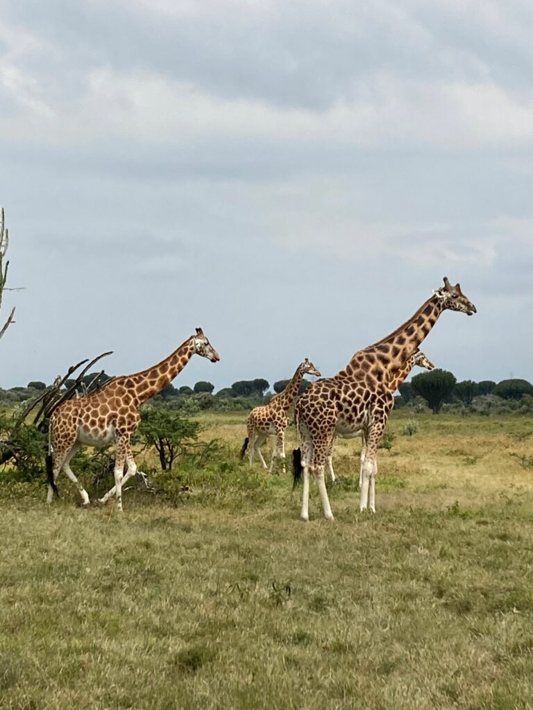 écovolontaire ado kenya