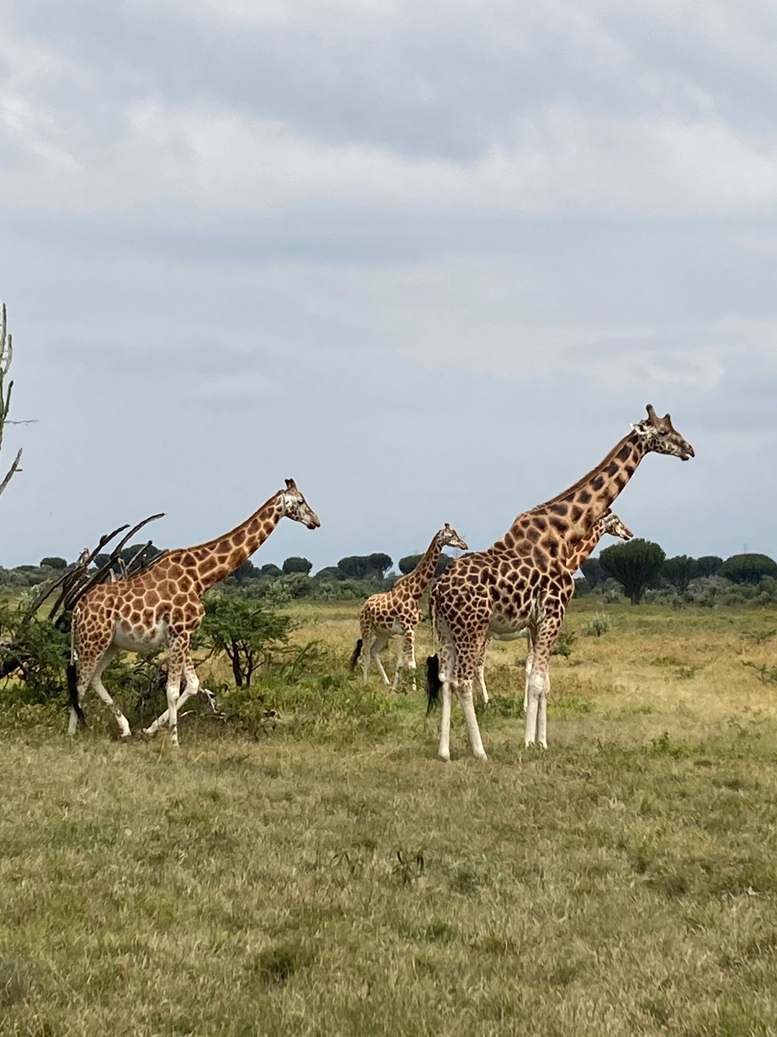 écovolontaire ado kenya