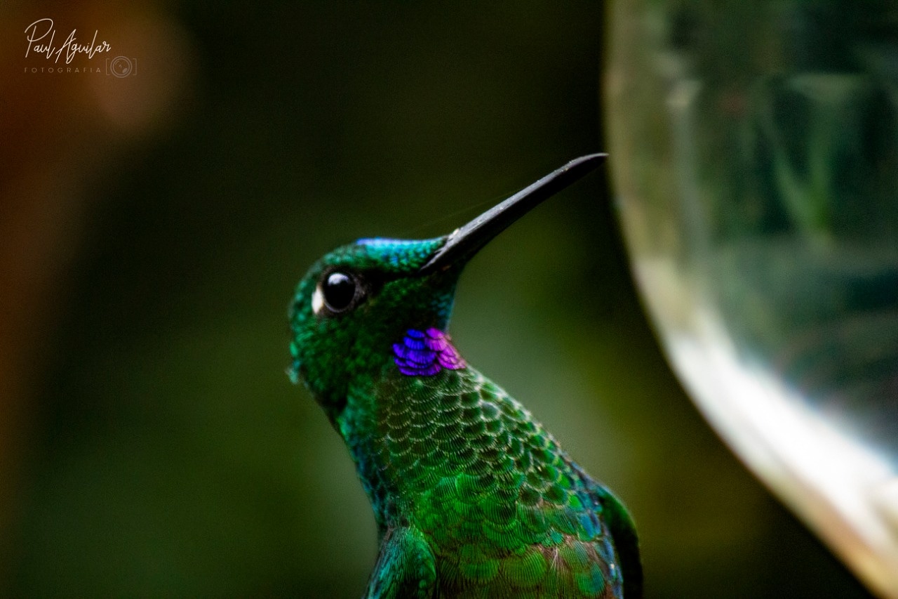 Biodiversité Equateur