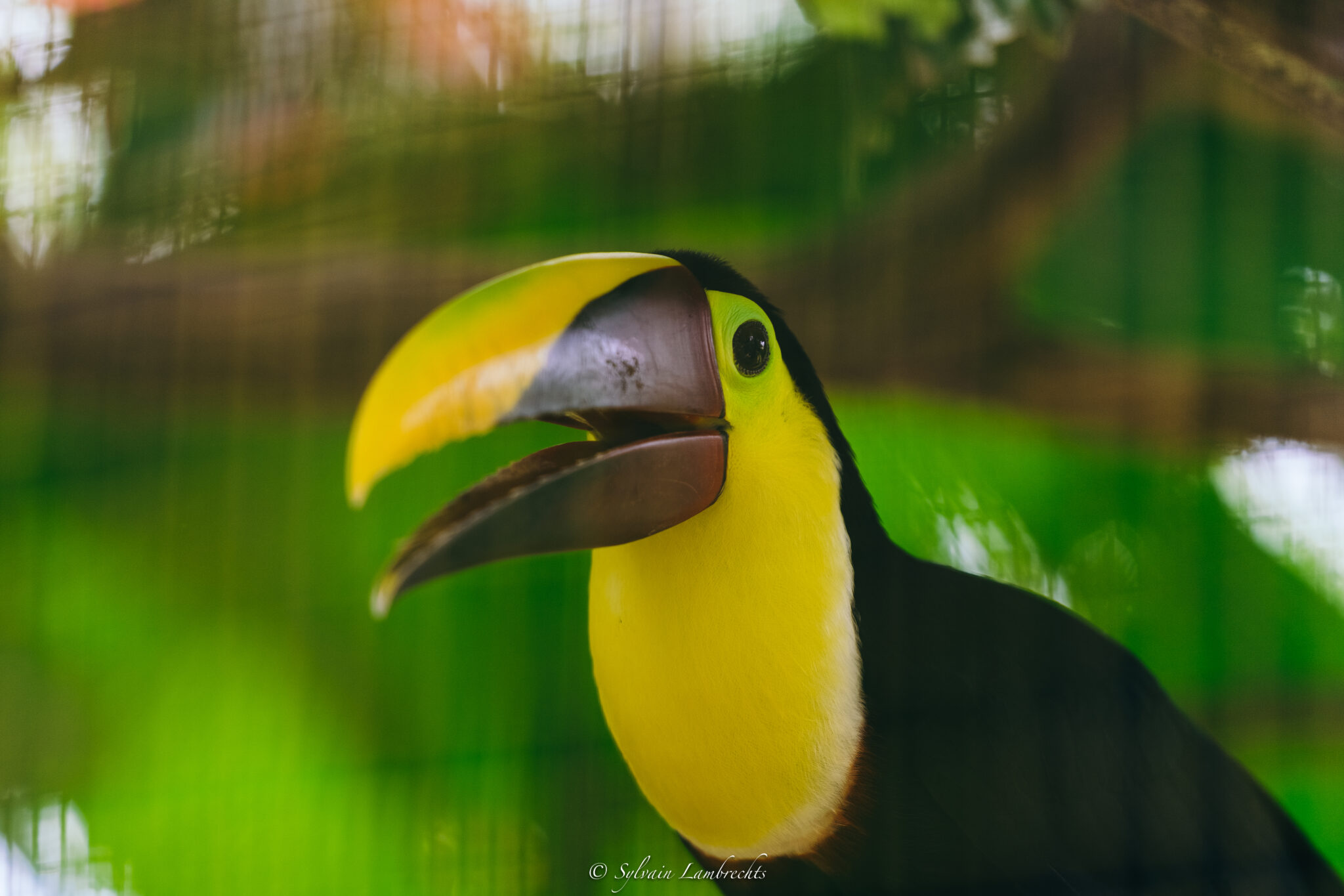 Volontaire refuge Costa Rica