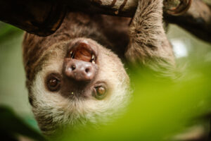 Paresseux Costa Rica