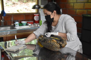 Volontariat équateur refuge