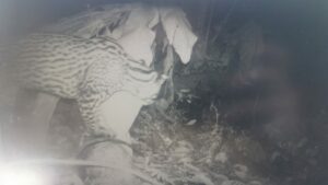 Camera trap Amazonie