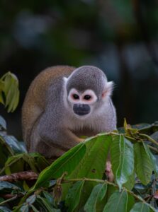 Singe amazonie