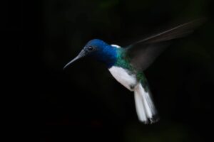 Colibris Amazonie
