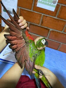 Soins animaux volontaire équateur