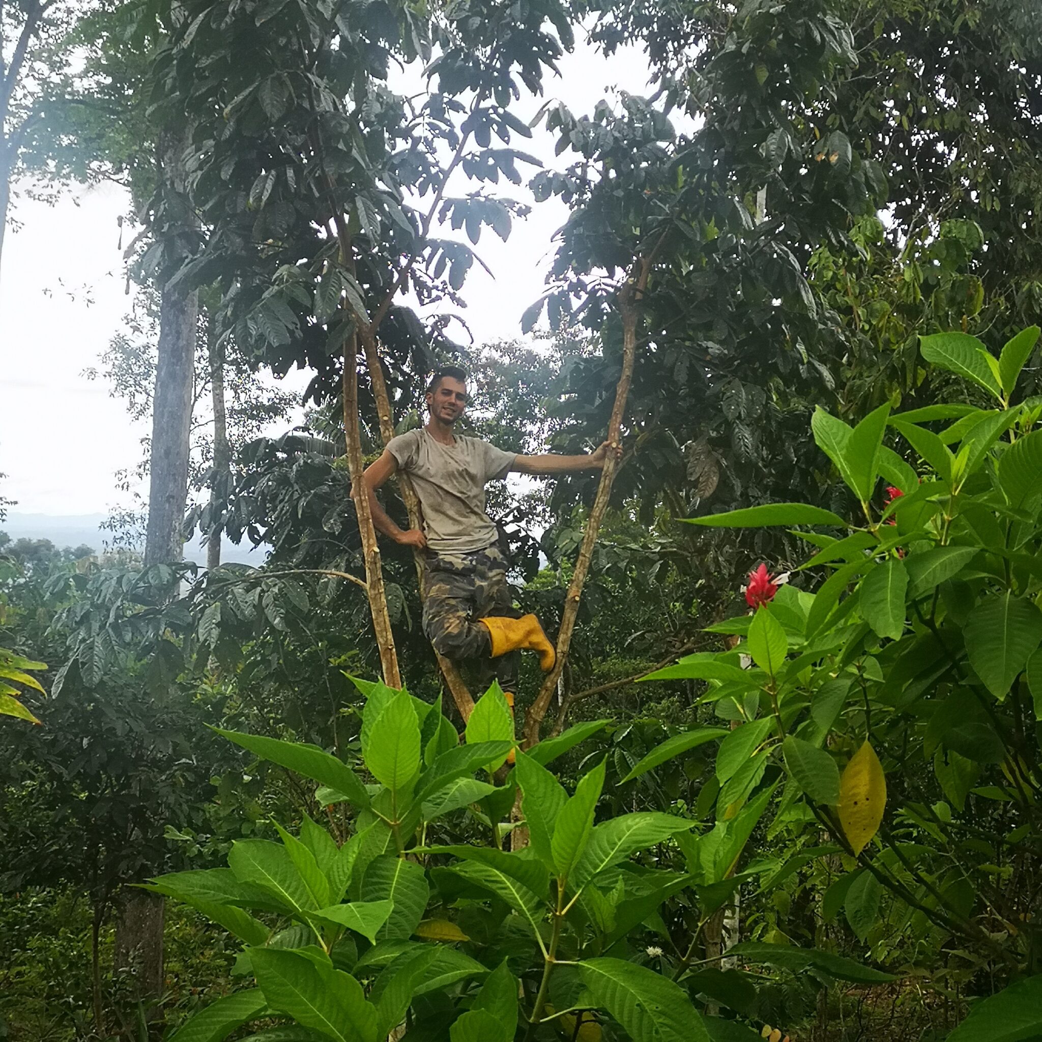 Forêt Amazonienne