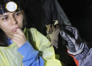 Volontaire Costa Rica Forêt