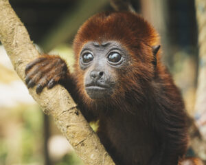 Animaux sauvage Amazonie