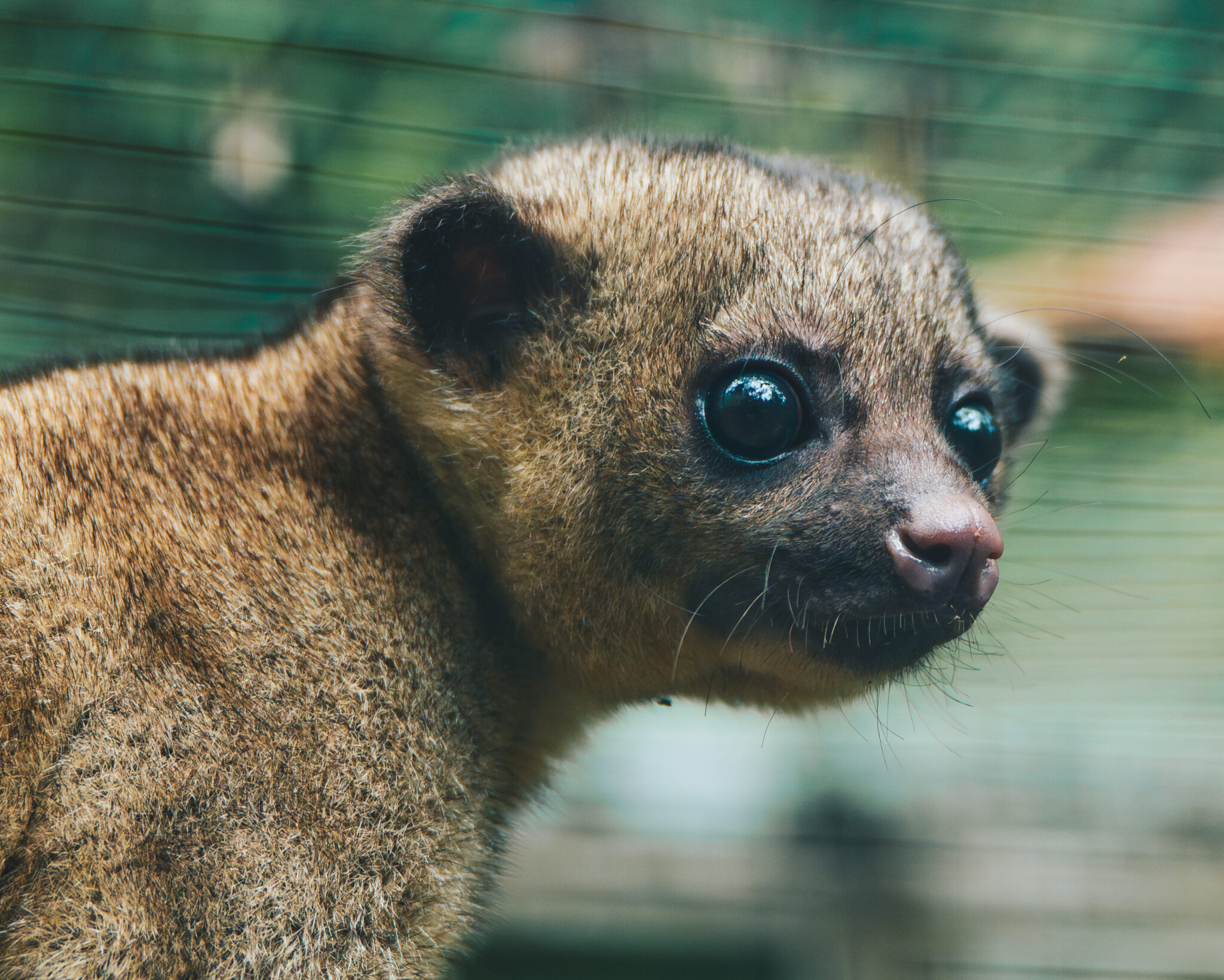 Animaux sauvages Équateur