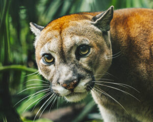 Animaux sauvage Équateur