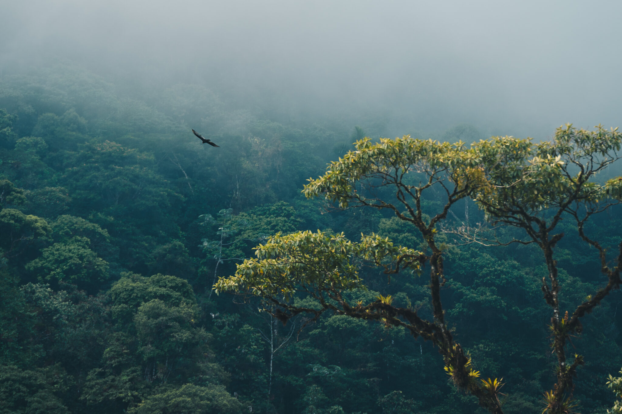 Forêt tropicale