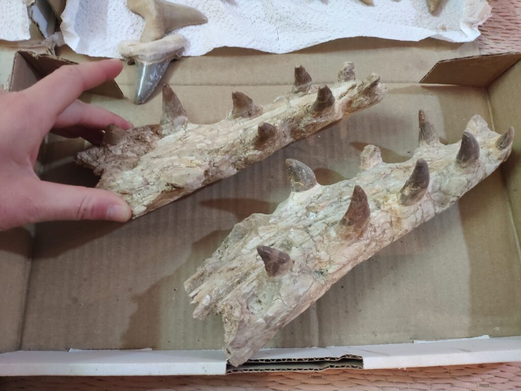 Fossiles Maroc | Eco-volontaire Fossiles Maroc