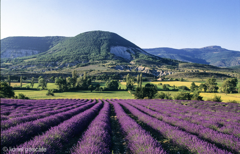 sciences participatives adulte | Eco-volontaire sciences participatives adulte