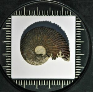 Vacances paléontologie Adulte France