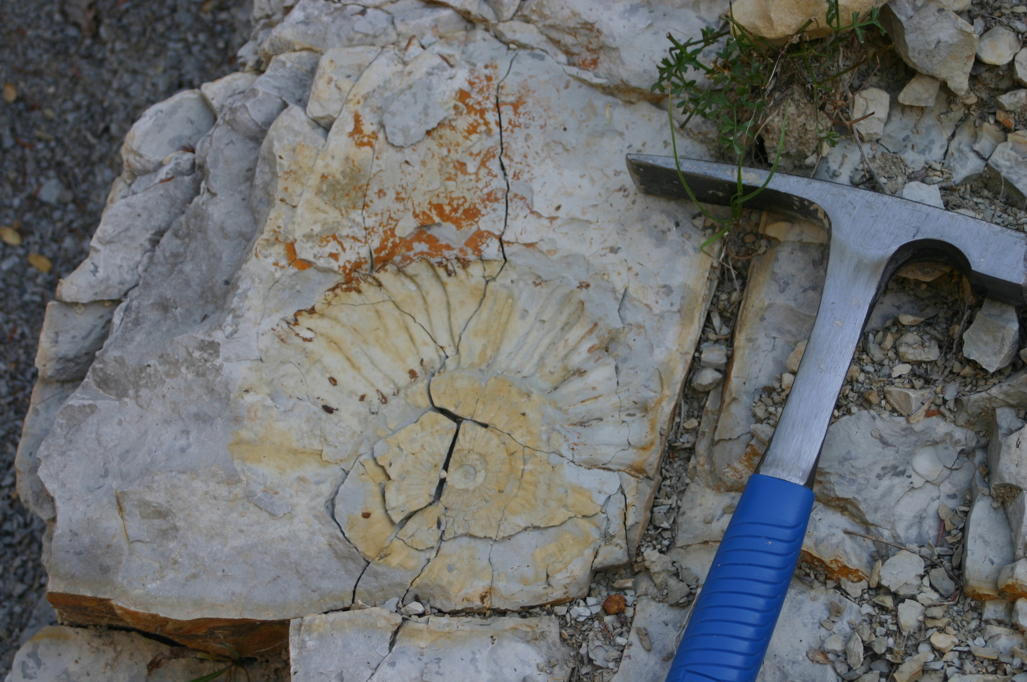 Séjour paléontologie Adulte | Eco-volontaire Séjour paléontologie Adulte