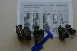 colo paléontologie enfant