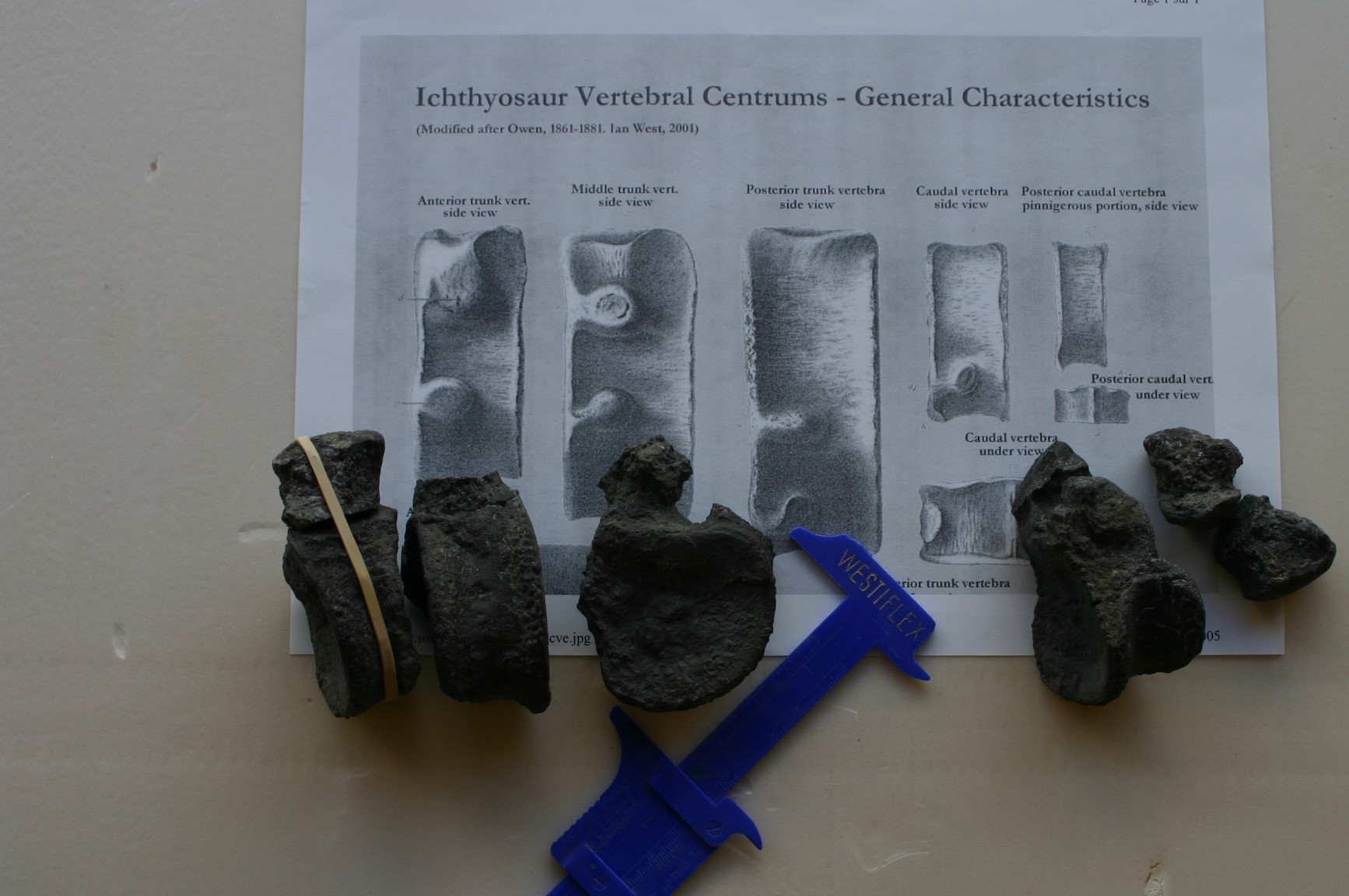 colo paléontologie enfant