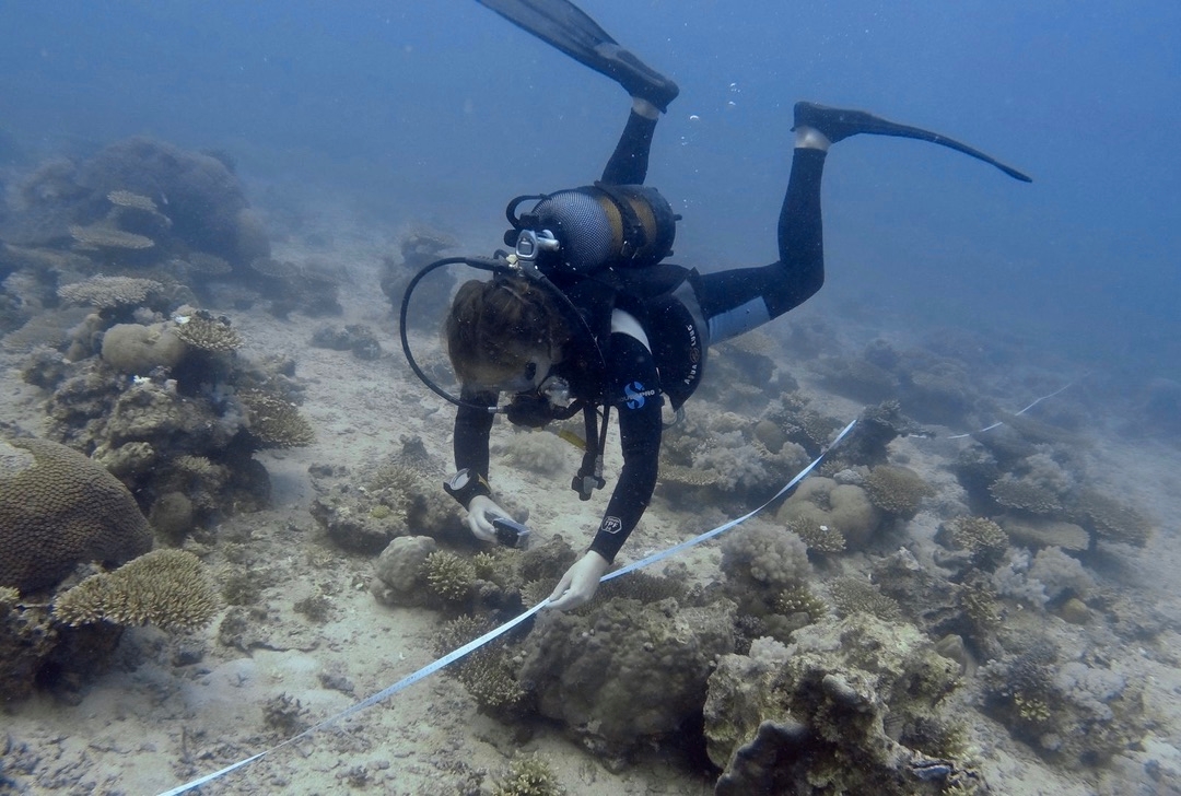 Scuba diver in wetsuit and gear uses a tape measure to map a shallow coral reef below the surface.