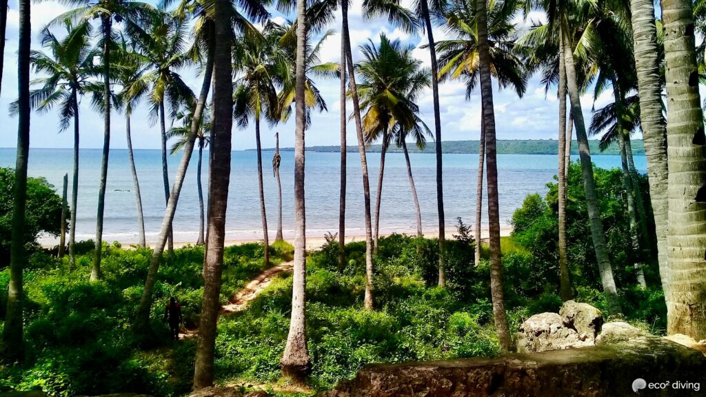 Row of tall palm trees along a sandy path with a calm ocean and blue sky in the background, a tropical beach scene.