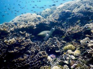Sea turtle resting among a vibrant coral reef with schools of small fish nearby in clear blue water.