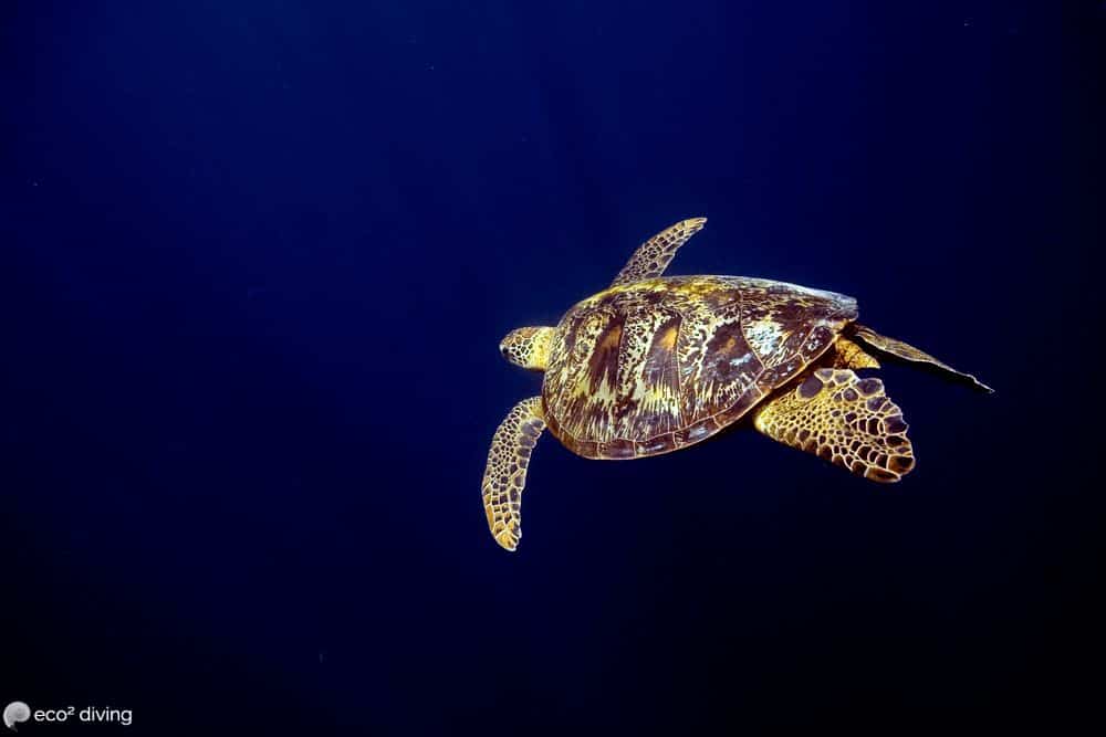 Volontaire conservation marine Tanzanie